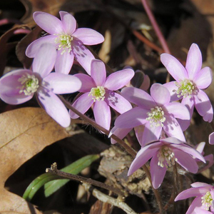 Sharp-Lobed Hepatica