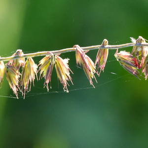 Side-Oats Grama