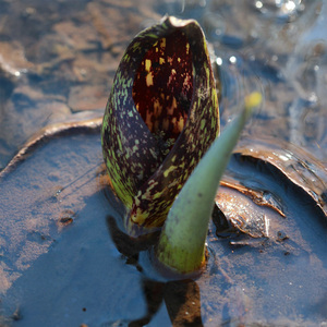 Skunk Cabbage