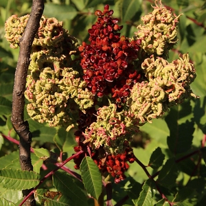 Smooth Sumac