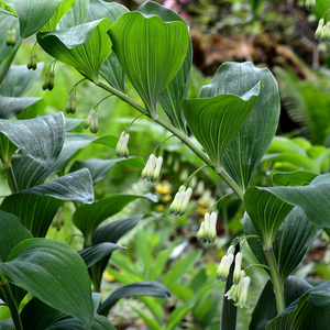 Solomon's Seal