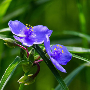 Spiderwort