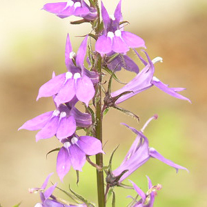 Spiked Lobelia