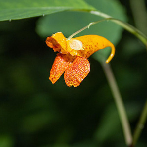 Spotted Touch-Me-Not