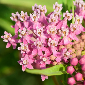 Swamp Milkweed