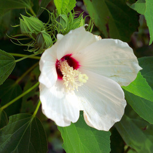 Swamp Rose Mallow