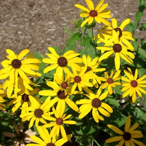 Sweet Black-eyed Susan