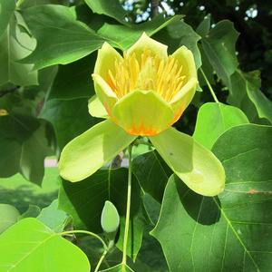 Tulip Tree