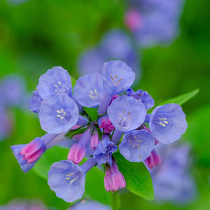 Virginia Bluebell