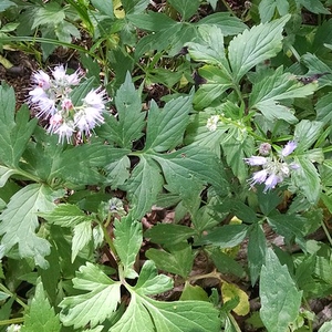 Virginia Waterleaf