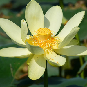 Water Lotus