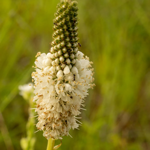 White Prairie Clover