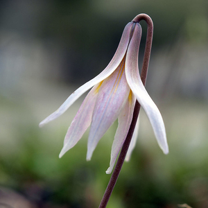 White Trout Lily