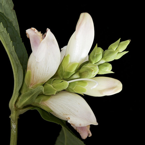 White Turtlehead