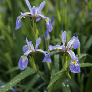 Wild Blue Iris