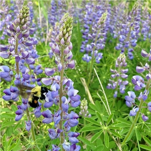 Wild Lupine