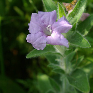 Wild Petunia