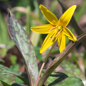 Yellow Dog-Tooth Violet