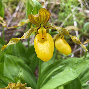 Yellow Lady's Slipper Orchid