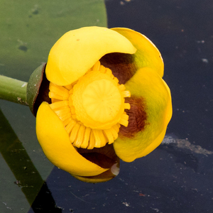 Yellow Pond Lily