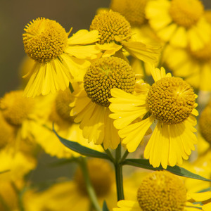 Yellow Sneezeweed