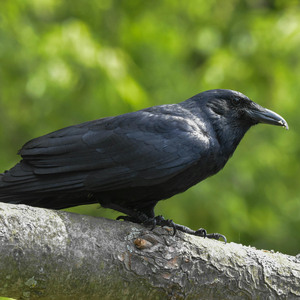 American Crow