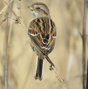 American Tree Sparrow