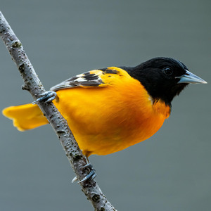 Baltimore Oriole
