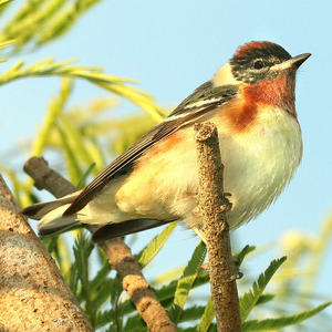 Bay-breasted Warbler