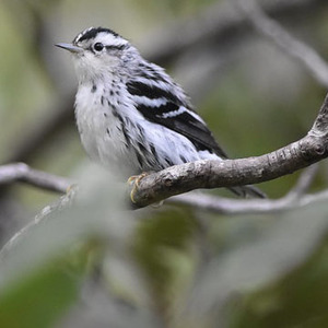 Black-and-White Warbler