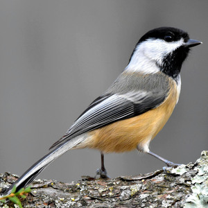 Black-capped Chickadee