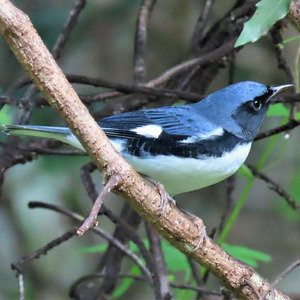 Black-throated Blue Warbler