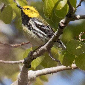 Black-throated Green Warbler