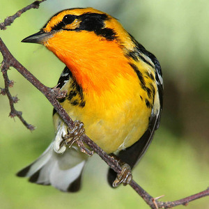 Blackburnian Warbler