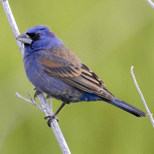 Blue Grosbeak