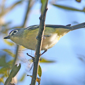 Blue-headed Vireo
