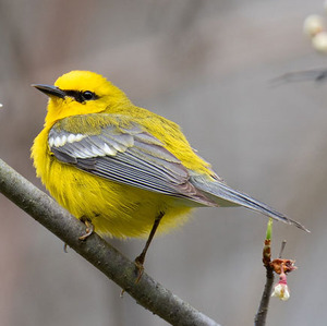 Blue-winged Warbler