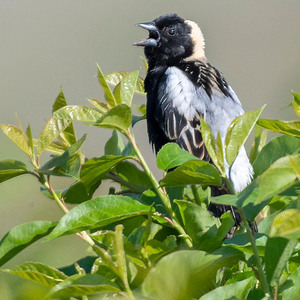 Bobolink
