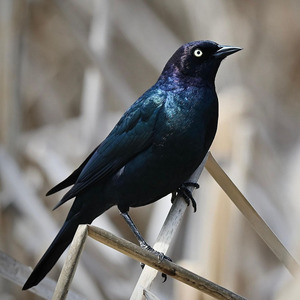 Brewer's Blackbird