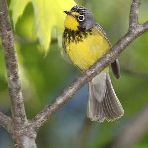 Canada Warbler