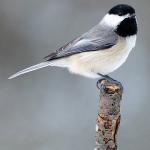Carolina Chickadee