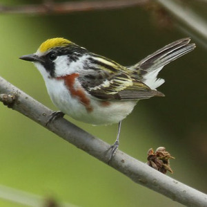 Chestnut-sided Warbler