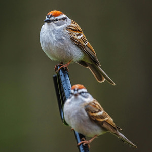 Chipping Sparrow