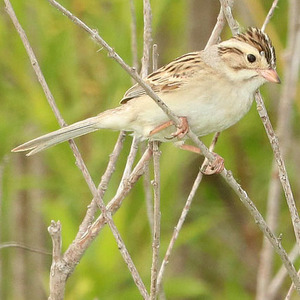 Clay-colored Sparrow