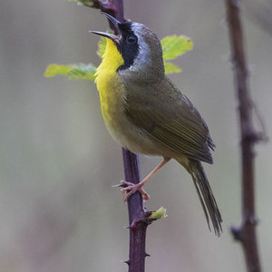 Common Yellowthroat