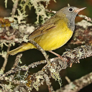 Connecticut Warbler