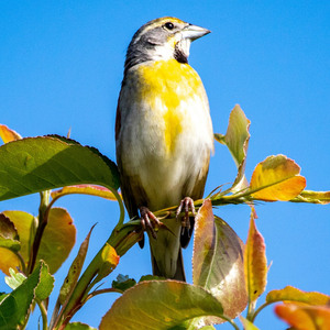Dickcissel