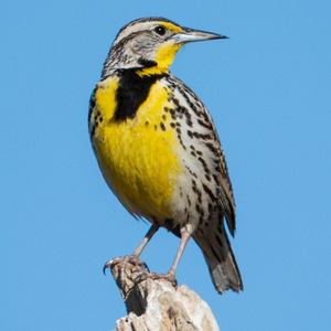 Eastern Meadowlark