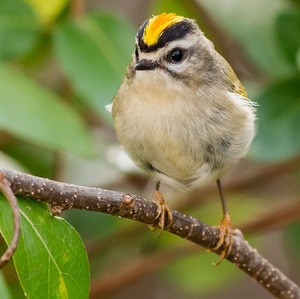 Golden-crowned Kinglet