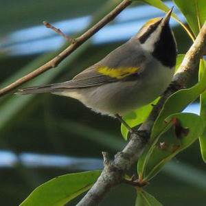 Golden-winged Warbler
